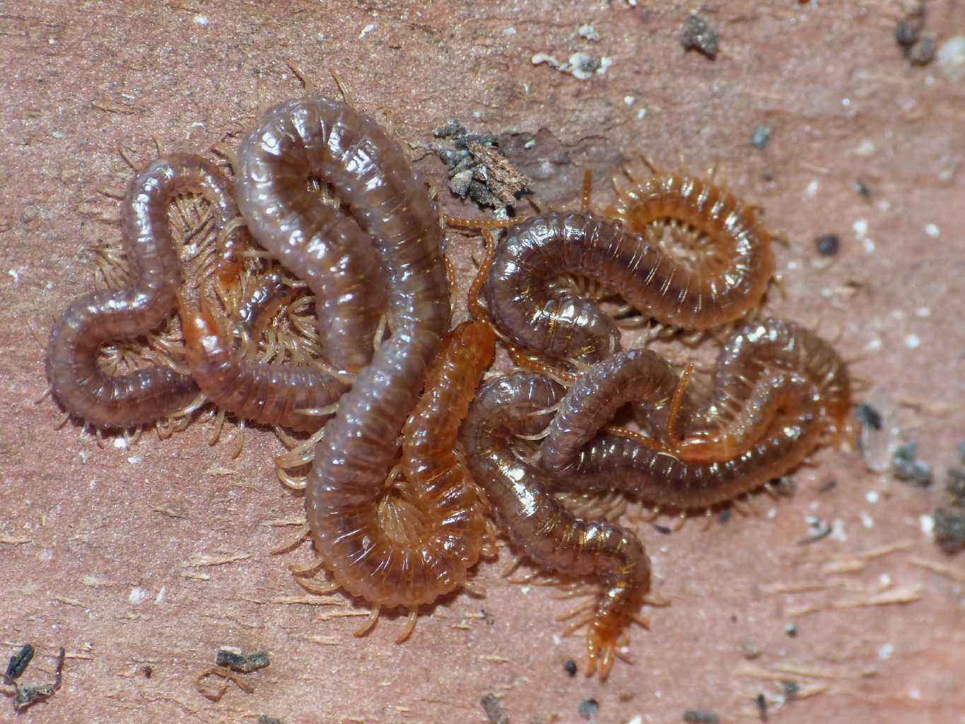 Doppia coppia di Geophilomorpha:  Geophilus carpophagus